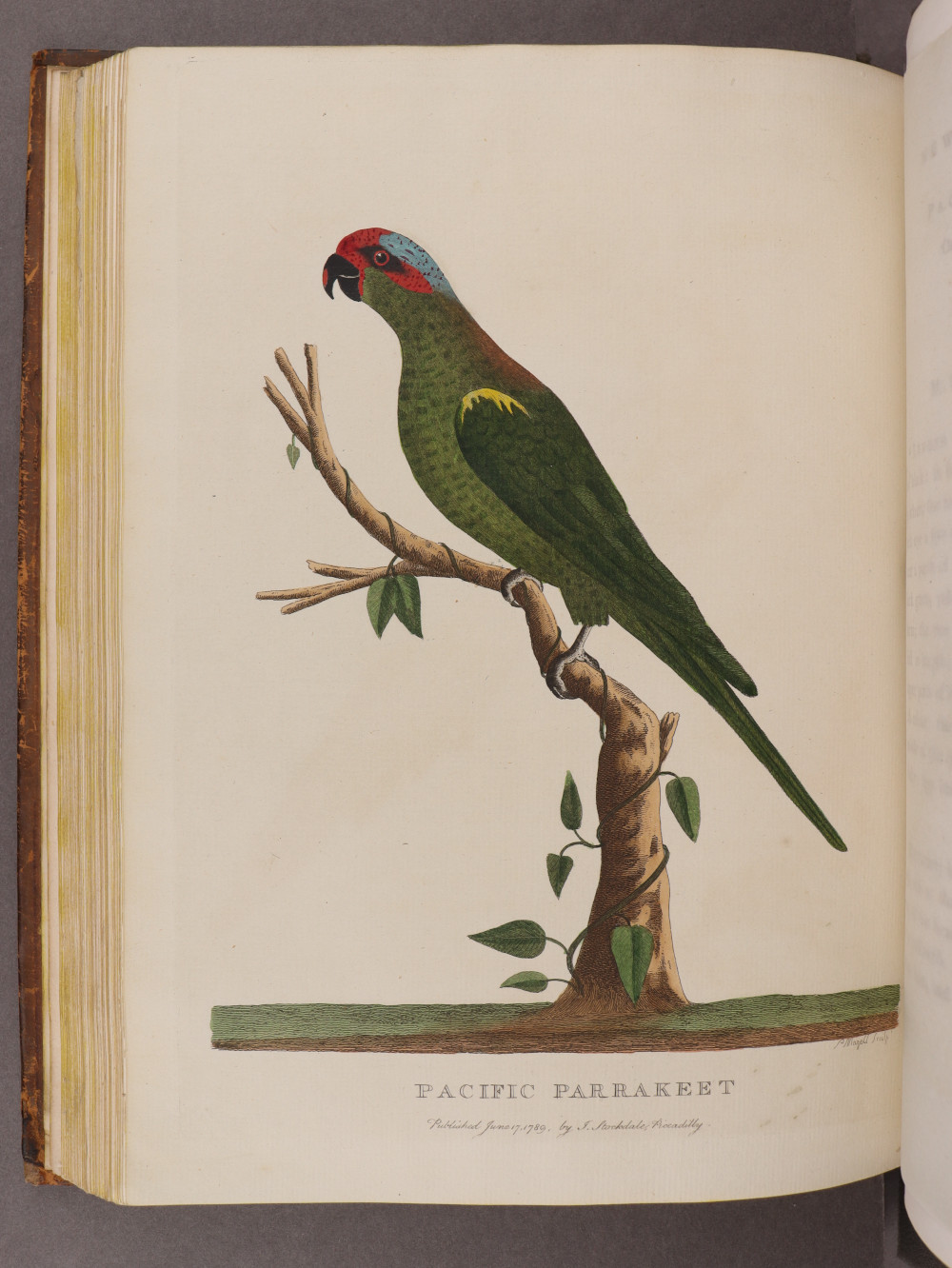 Plate 21